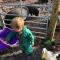 Sycamore Cottage