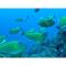 Hachijojima Hotel Resort Sea Pillows - Vacation STAY 53173v