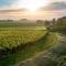 Wine-Barrel Rivaner