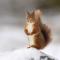 Red Squirrel log cabin with hot tub - Keith