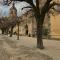 Graine de Tilia