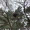 Forest Heath Holidays - Denphyl