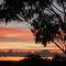 Foto: Snowgums in Katoomba