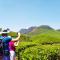 Blackcherry Munnar
