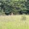 Gorgeous cabin 3bdrm/3bth, hot tub, fireplace, kid/pet friendly