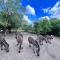 Turaco Lodge