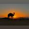 Wadi rum sand Delight camp