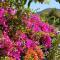House the Viñas 2 With views of the sea, the mountains and the volcanoes - Fuencaliente de la Palma