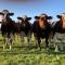 Au pré des Alizés - insolite à la ferme des Alizés - Vallon-sur-Gée