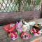 Phonluer Angkor Homestay,
