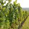 Weingut Guttmann - Apartment Schwalbennester - 滨湖魏登