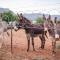 Donkieshoek Accommodation & Campsite, Calvinia - Calvinia