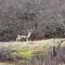Beach & Forest Retreat -Domburg- - 东卡佩勒
