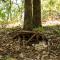 Hobbit Treehouse with waterfall on the Brazos River! 350 acres! Tubing! Petting zoo!