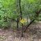 Hobbit Treehouse with waterfall on the Brazos River! 350 acres! Tubing! Petting zoo!