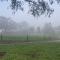 Frogmouth Hollow