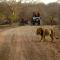 Asiatic Lion Lodge