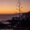 Tenerife lizards - duplex in the first line