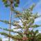 Tenerife lizards - duplex in the first line