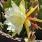 Las Orquideas Ollantaytambo