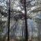 The Big tree @ Sabie