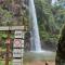 The Big tree @ Sabie