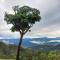 The Big tree @ Sabie