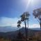 The Big tree @ Sabie