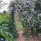 The Big tree @ Sabie
