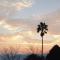 The Big tree @ Sabie