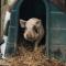 The Old Milking Parlour - Llandovery