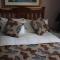 The Boston Guest House