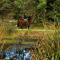 BrookLodge & Macreddin Village - Aughrim