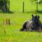 How Hill Farm Cottage - Penrith