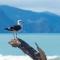 Ocean View Beachfront Apartment - Blenheim