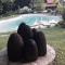 Country house with a pool in Medvednica Nature Park