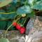 La Rosa appartamenti