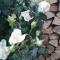 Apartmenthaus STYRIA