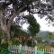 Tree Cool Resort