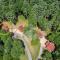 Doe Run Cottage at Eagles Nest - بانير إلك