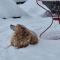 Chalet Gotthelf Gartenstudio, Ferien mit Hund