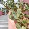 Villa con grande giardino ad 800 mt dal mare