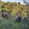 Mingwe Private Game Lodge