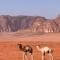 Yazan Desert Camp