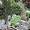 Zen Guest House - Museu do Bonsai