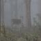 Tall Trees - Modern forest Villa in Wayanad - Sultan Bathery