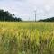 The Paddy View - Weligama