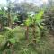 La Sirenita - Ometepe