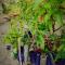 Achayans Homestay Mararikulam