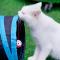 iGo Glamz 爱狗露营 Pet Friendly Glamping